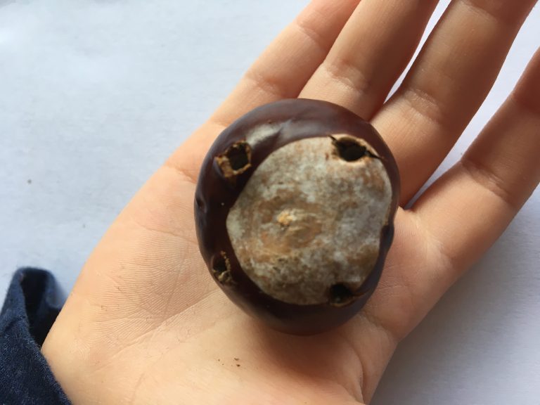 Die große Kastanie mit gebohrten Löchern in der Hand