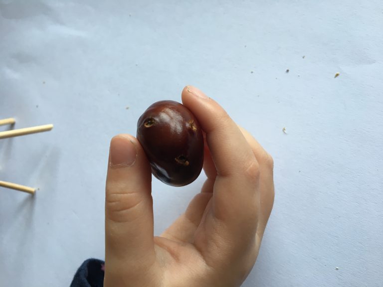 Die kleinere Kastanie für den Kopf