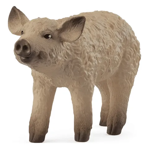 Ferkel eines Wollschweins mit lockigem Fell