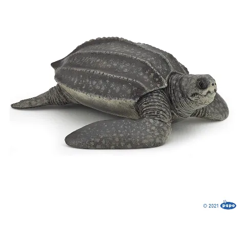 Lederschildkröte mit gerilltem Panzer