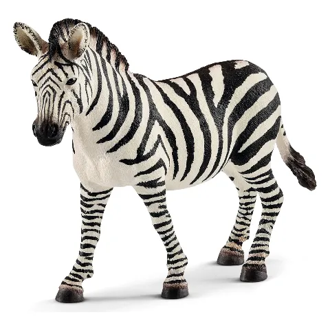 Zebra mit schwarz-weißen Streifen